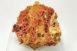 Bright Orange Crocoite Crystal Cluster - Tasmania #206962-3